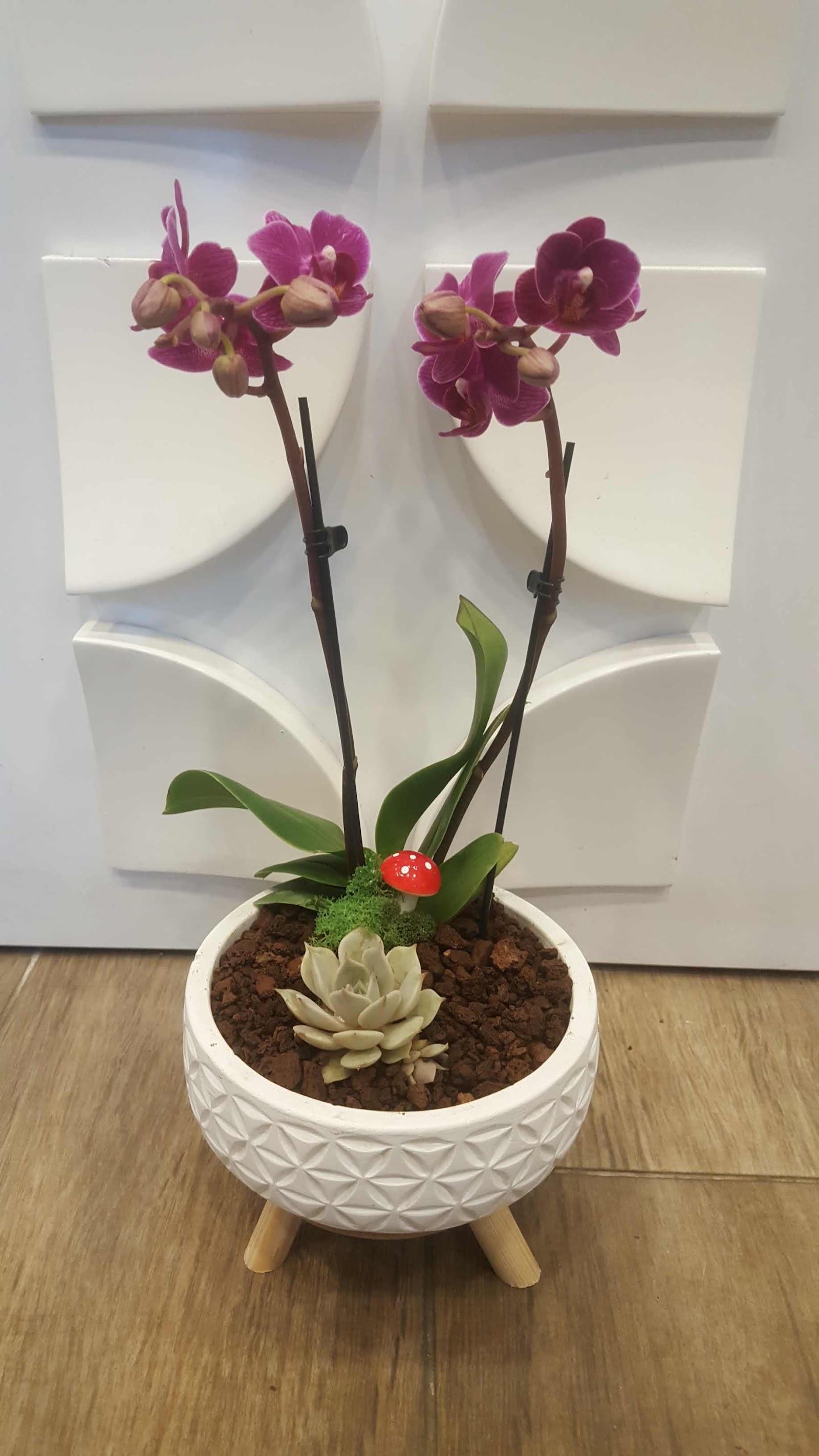 Mimar Sinan Çiçekçi - Cactuss Flowers