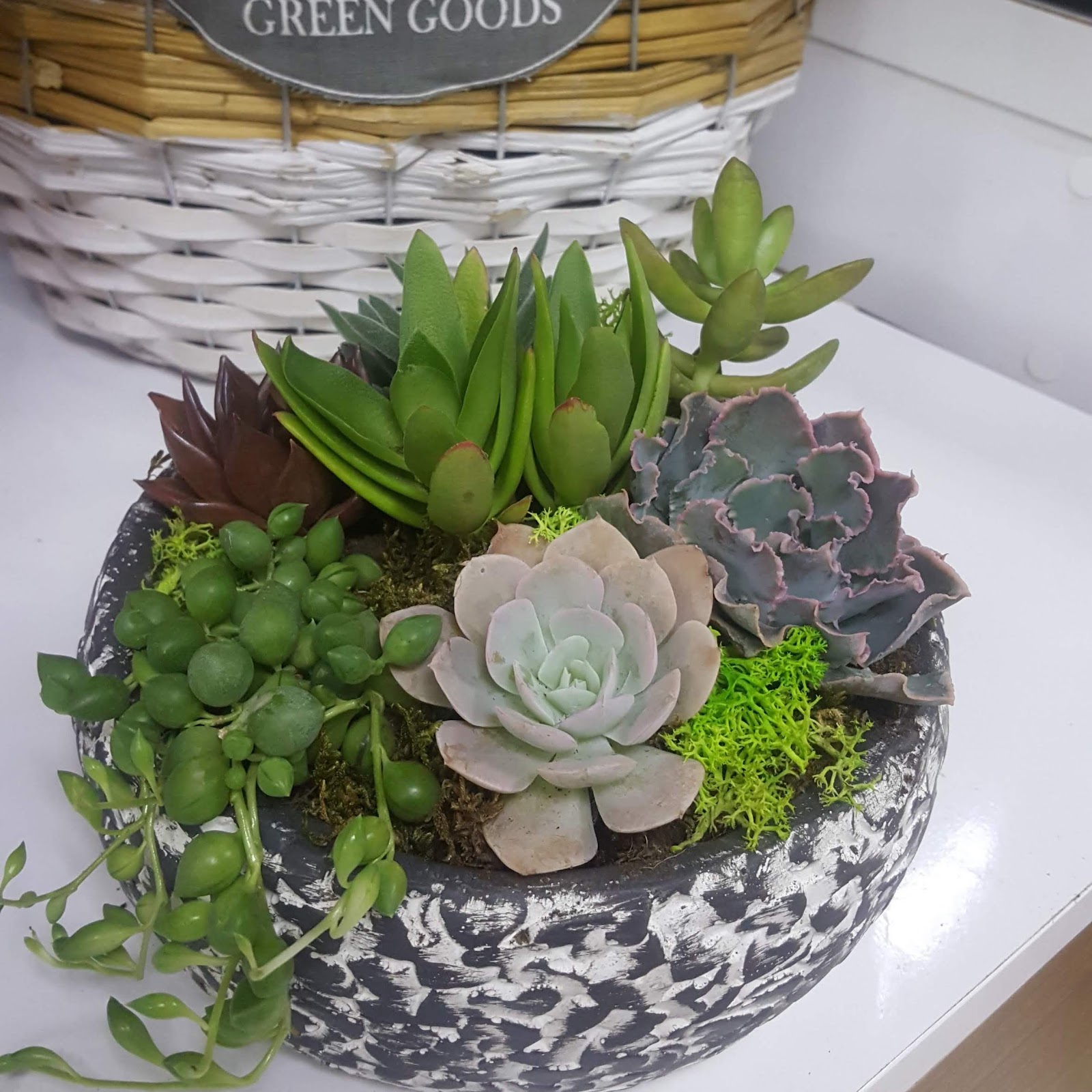 Mimar Sinan Çiçekçi - Cactuss Flowers